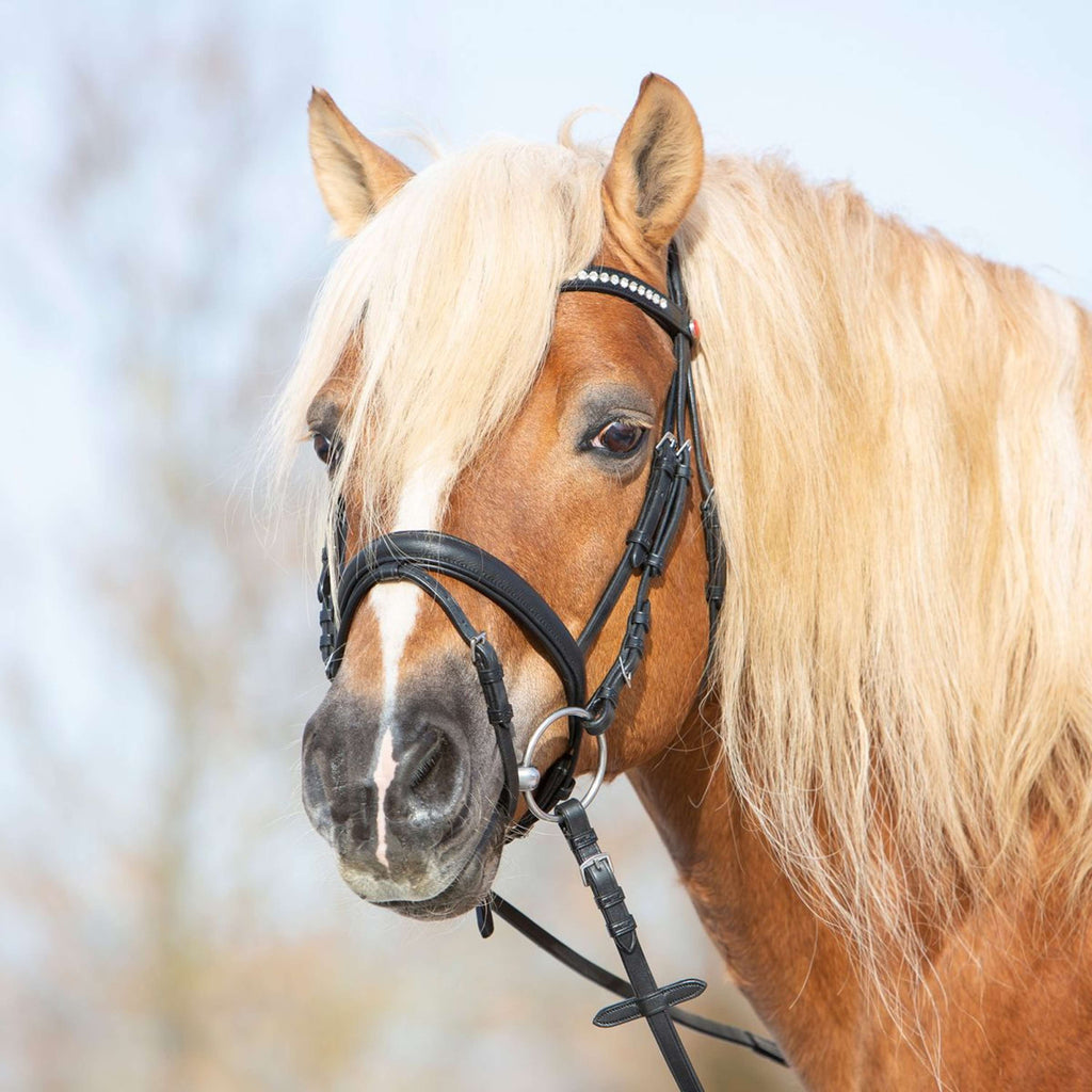 Kieffer Briglia Ultrasoft Haflinger Nero/Bianche Pietre