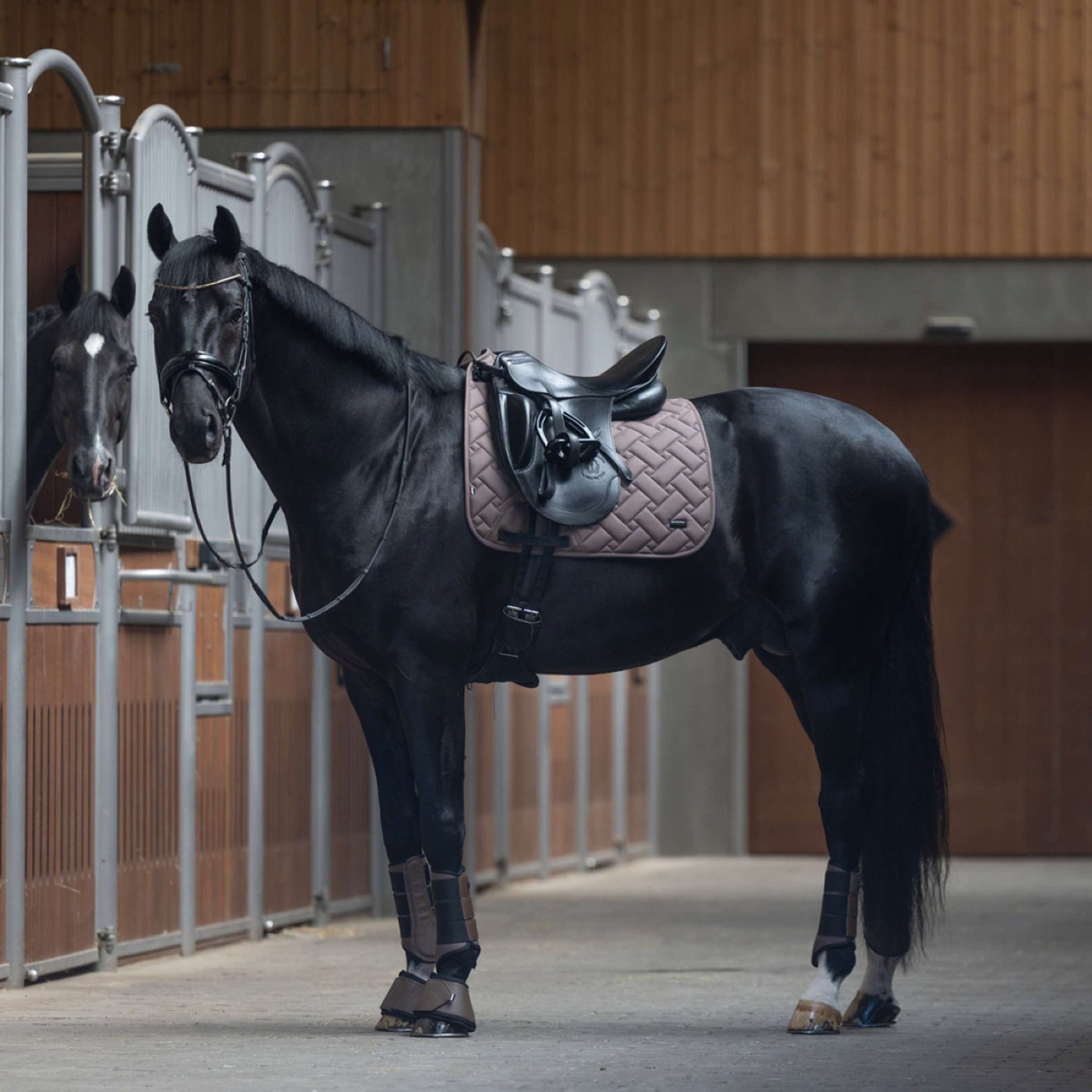 Kingsland Sottosella KLLexie Dressage Brown Iron