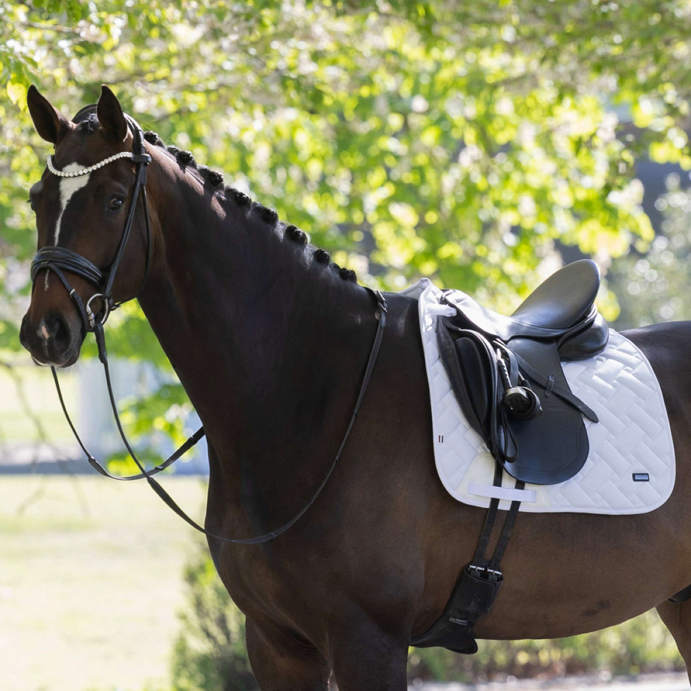 Kingsland Sottosella KLLexie Dressage Bianco