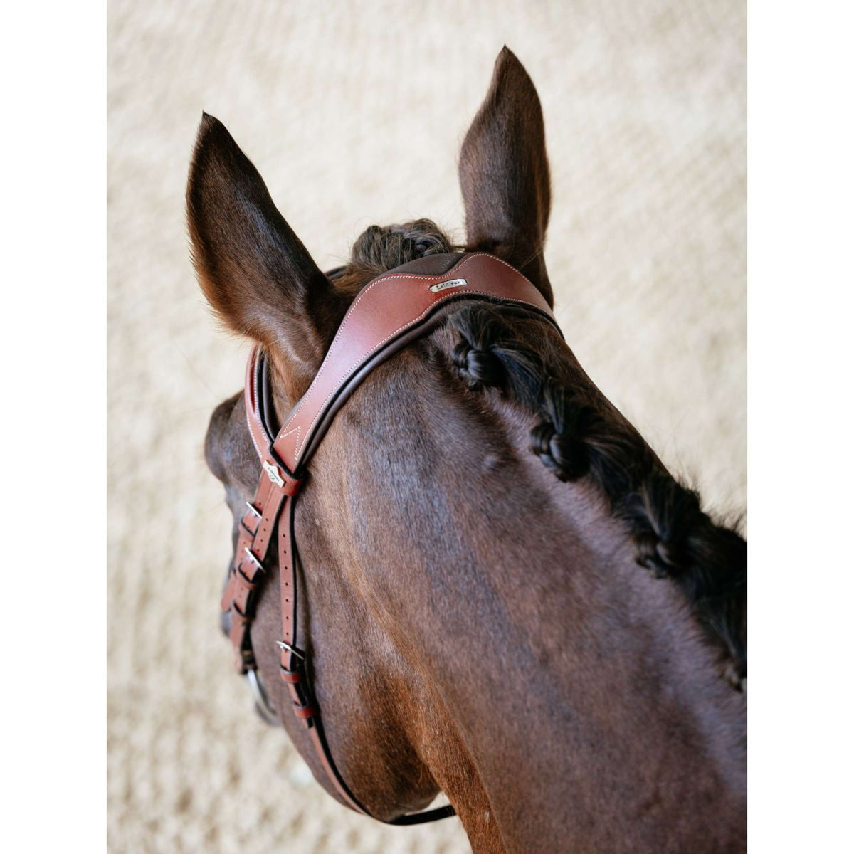 LeMieux Briglia Kudos Grackle Castagno