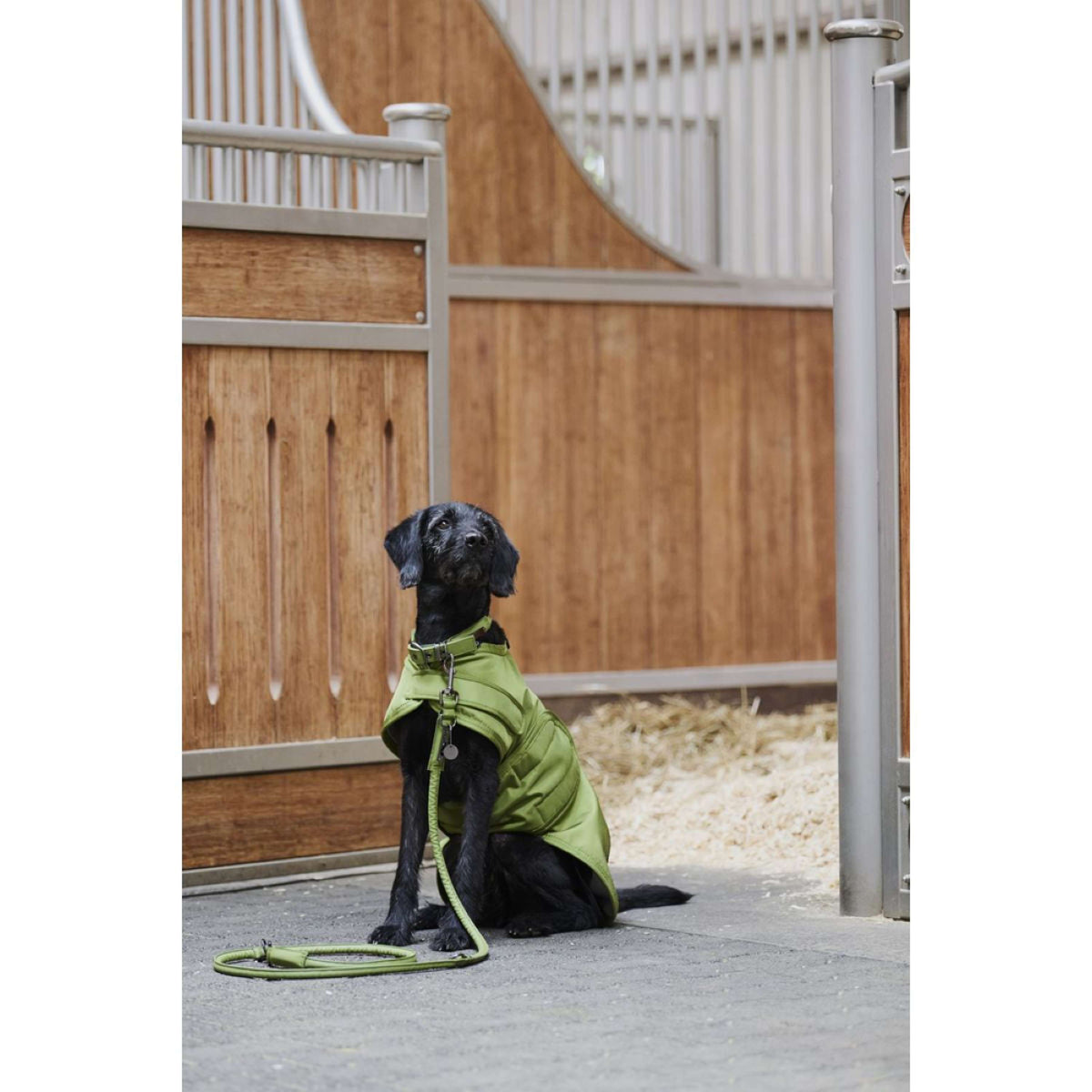 Eskadron Set per cani Platinum Verde muschio