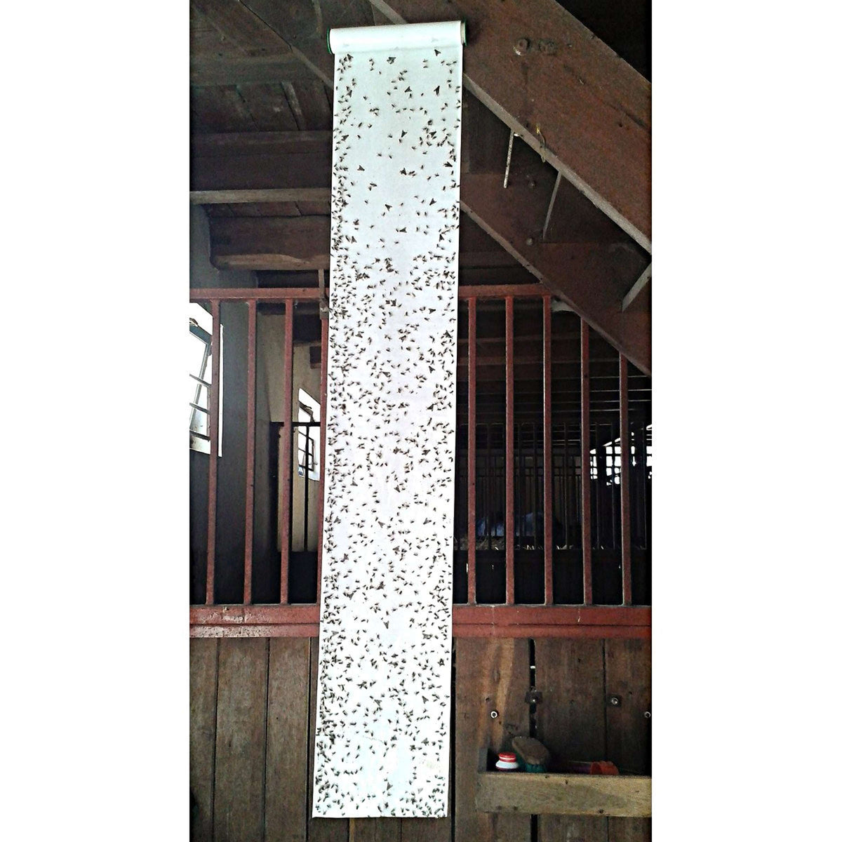 Nastro per mosche insettivore