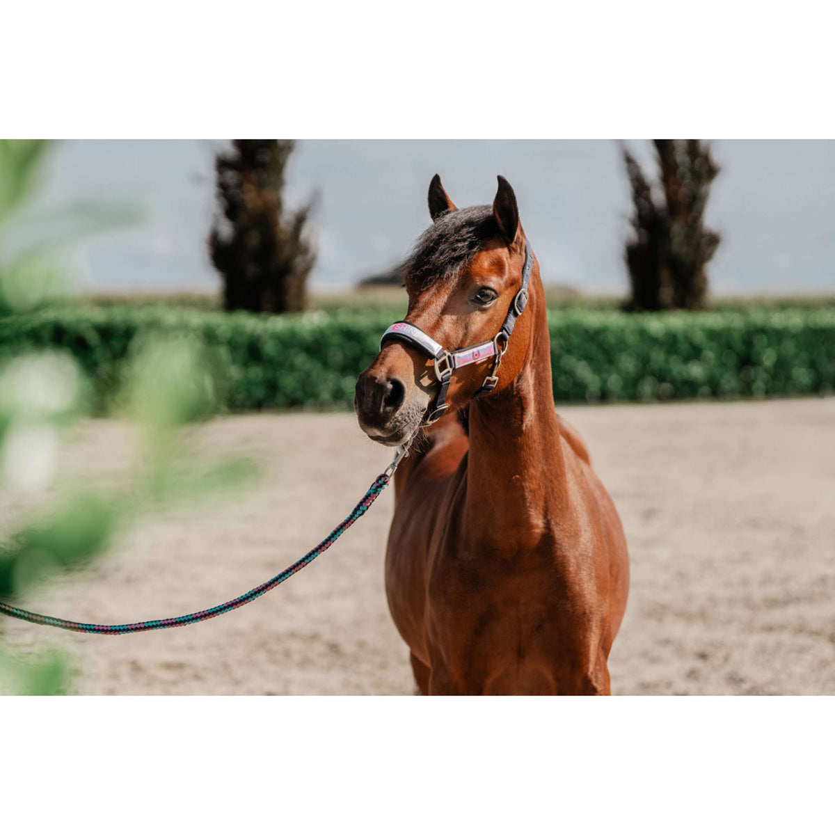 Red Horse Set Cavezza Akira Holographic