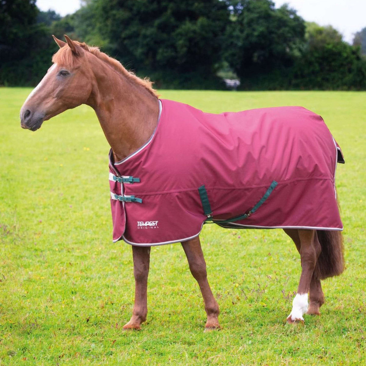 Tempest Original by Shires Ritorno dell'affluenza alle urne 200g Marrone
