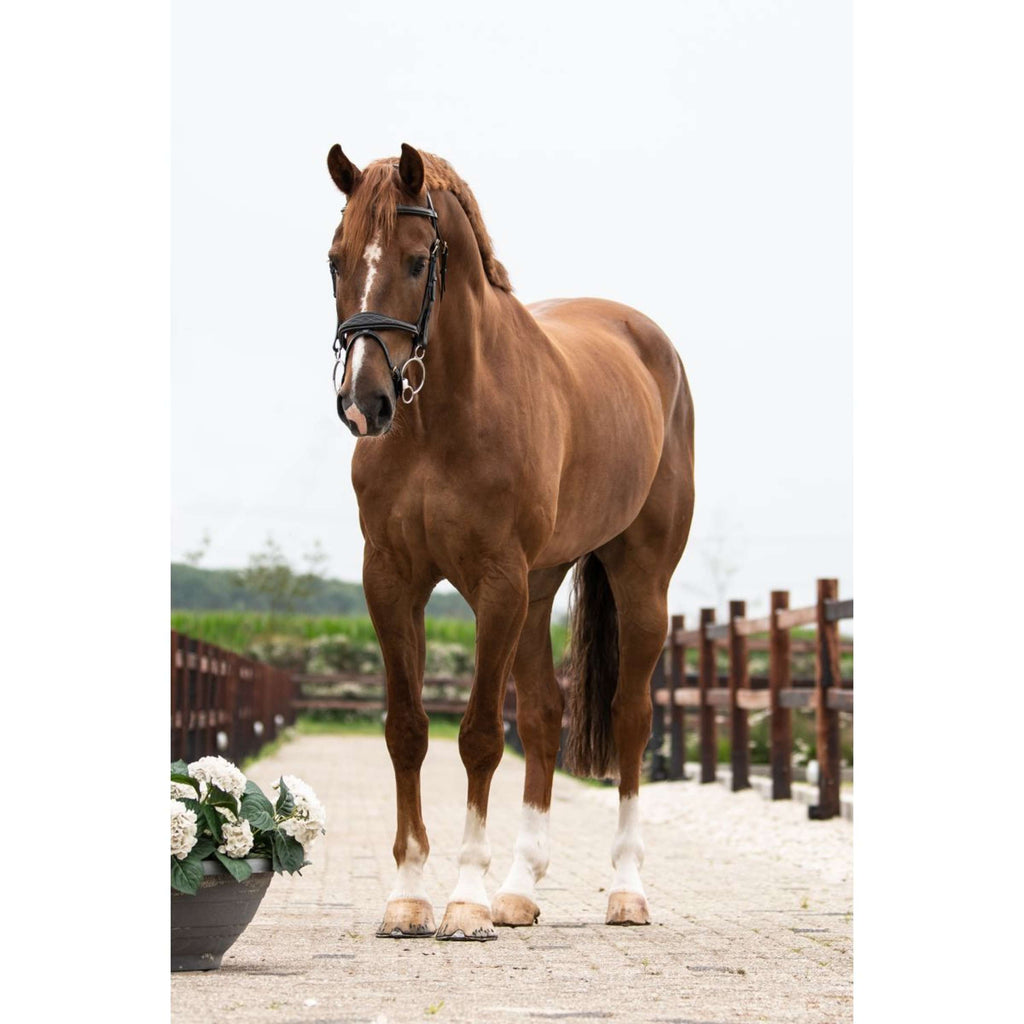 Trust Pessoa Snaffle ad Anelli Liberi Inno Sense 2,5 Ring Port Medium Slim 14mm