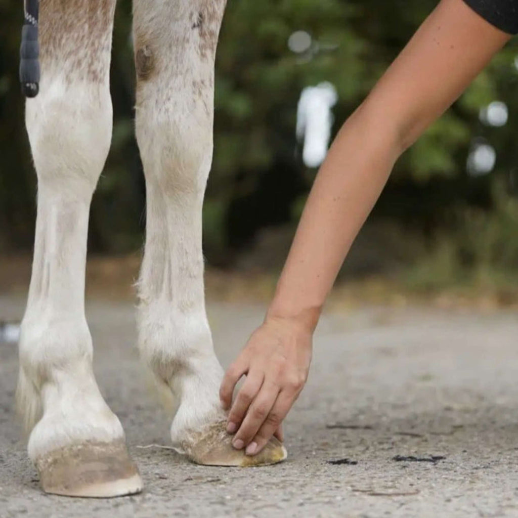 Unique-horn Hoof Wax Repair Giallo