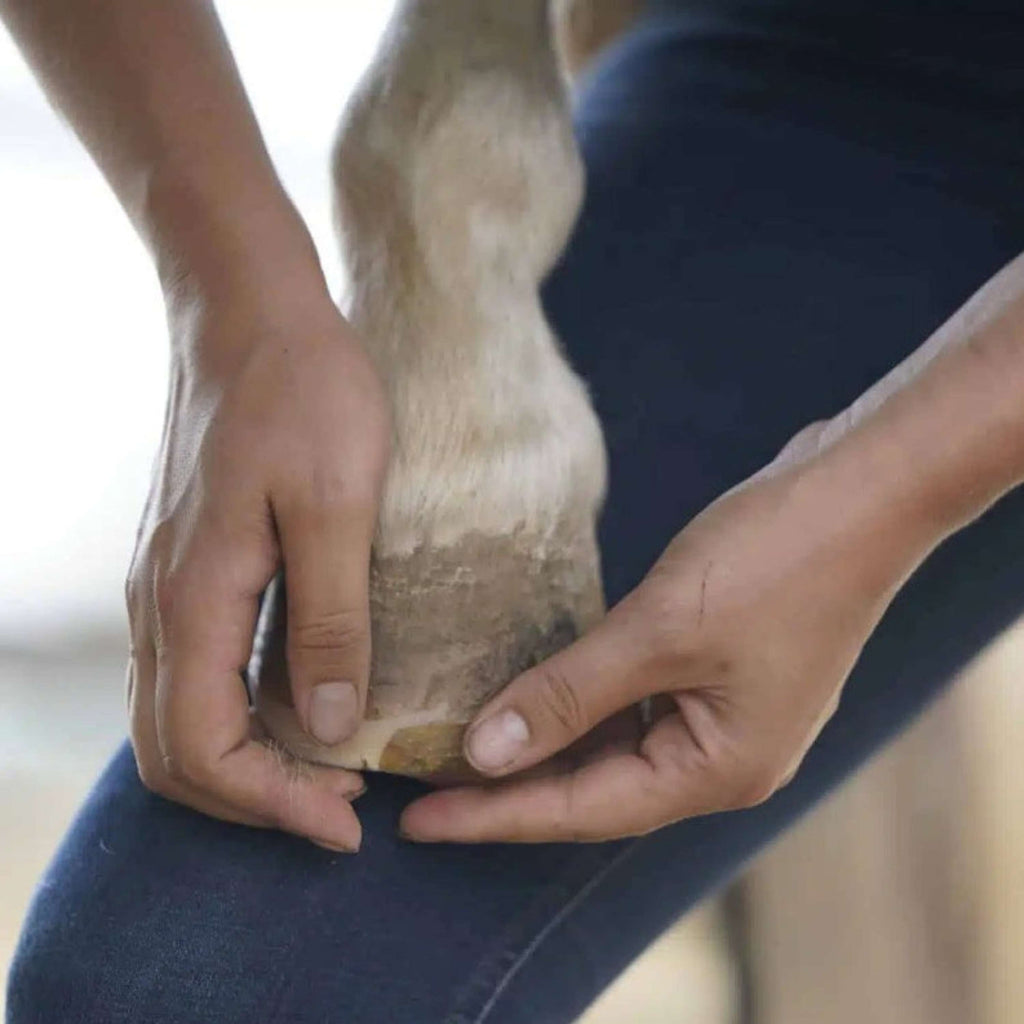 Unique-horn Hoof Wax Repair Giallo