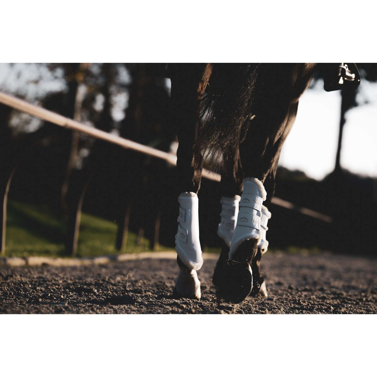 Veredus Parastinchi TRB Save the Sheep Rear Bianco