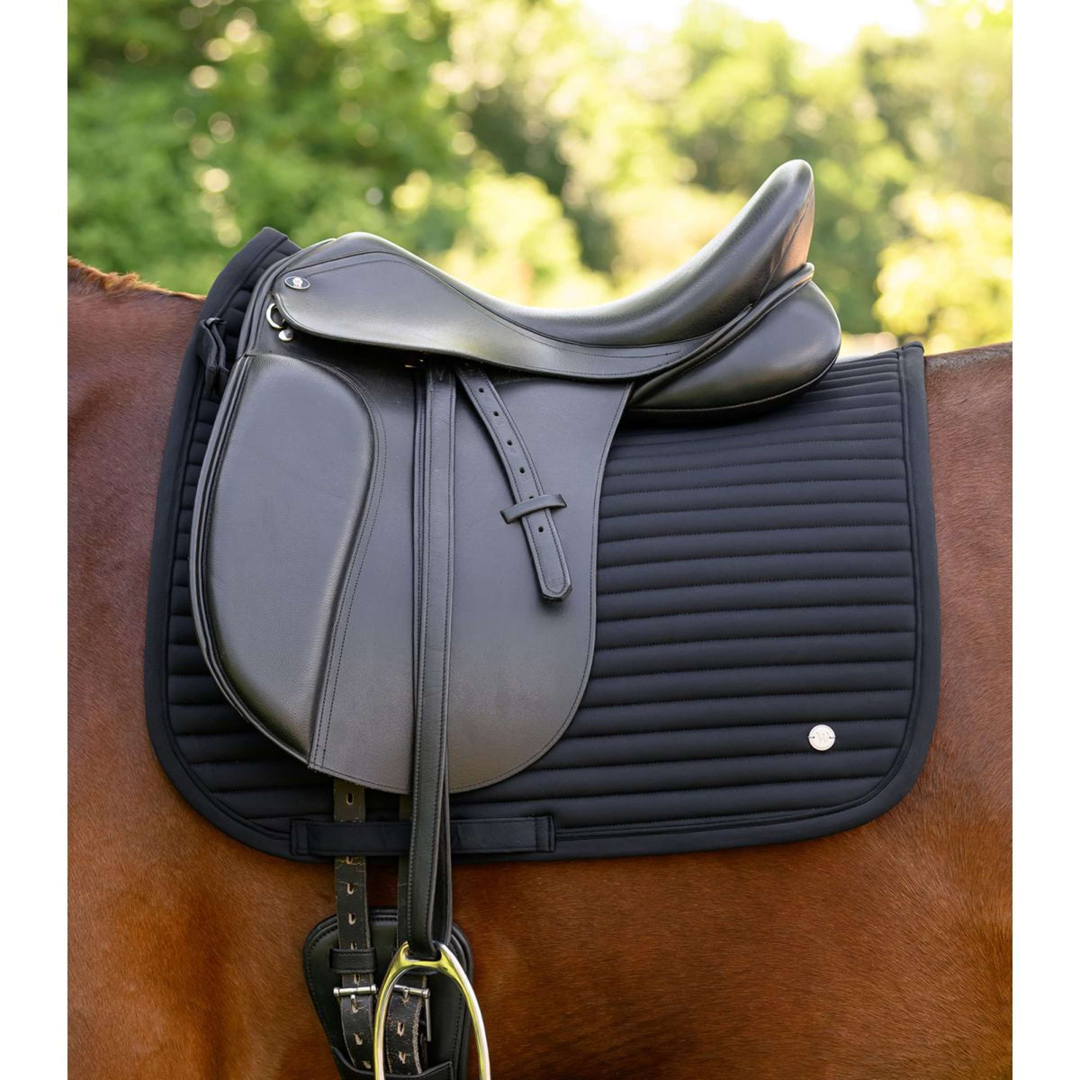 Waldhausen Sottosella Trinidad Dressage Nero