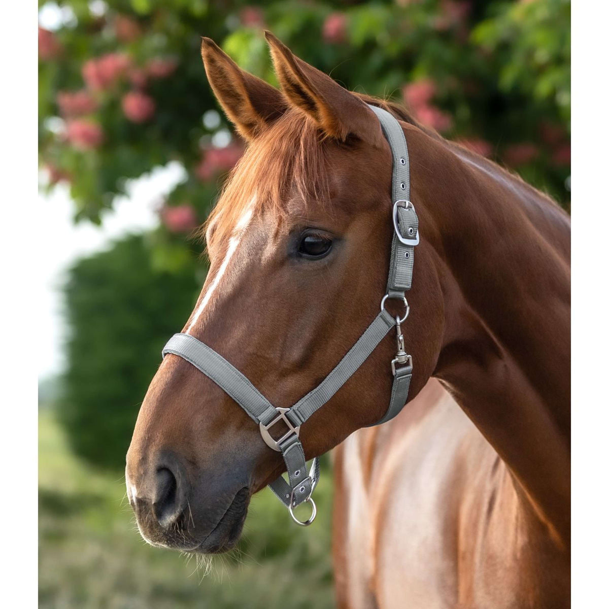 Waldhausen Capezzina Satin Chrome Grey