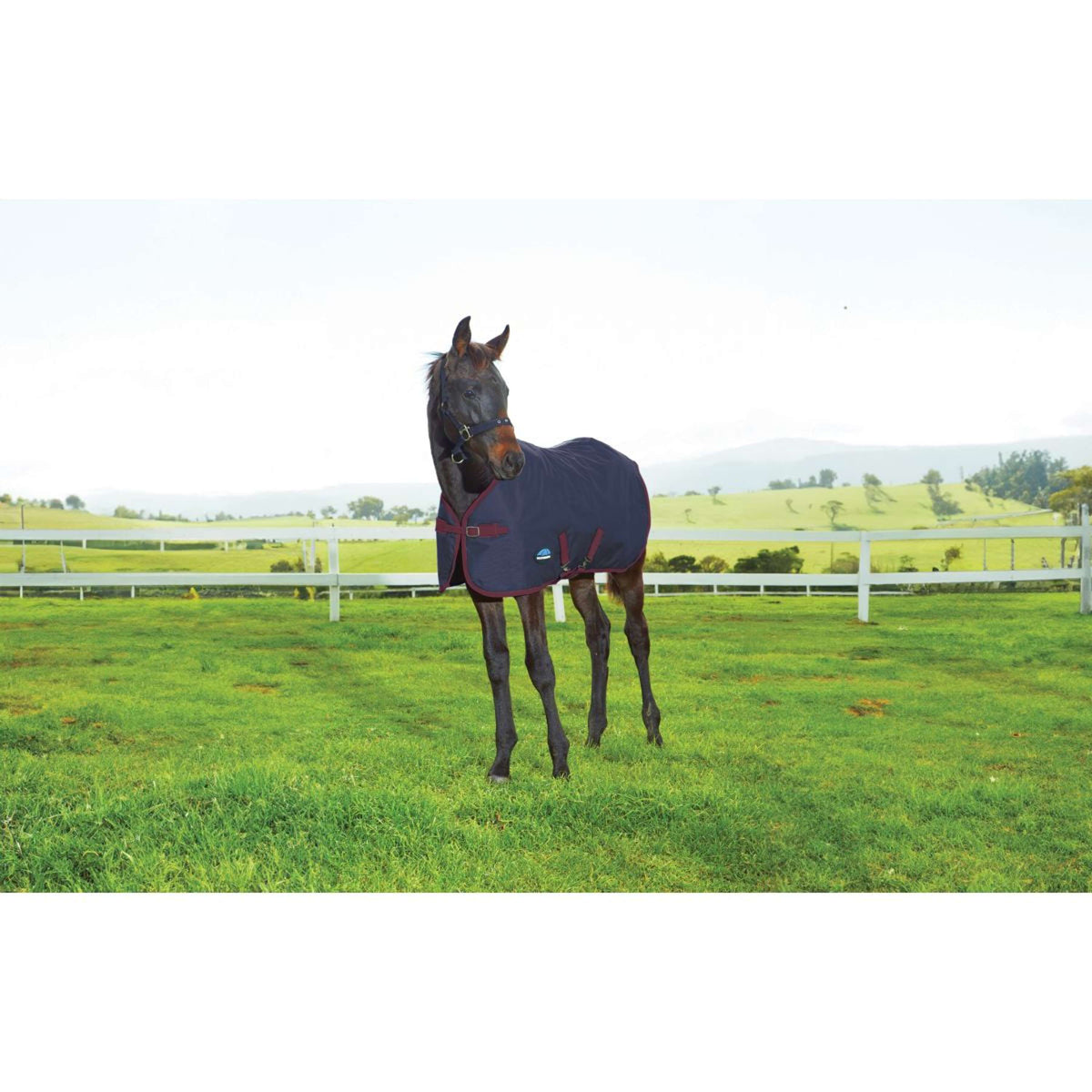 WeatherBeeta Coperta per Puledro 1200D Standard Neck 220 g Navy/Burgundy