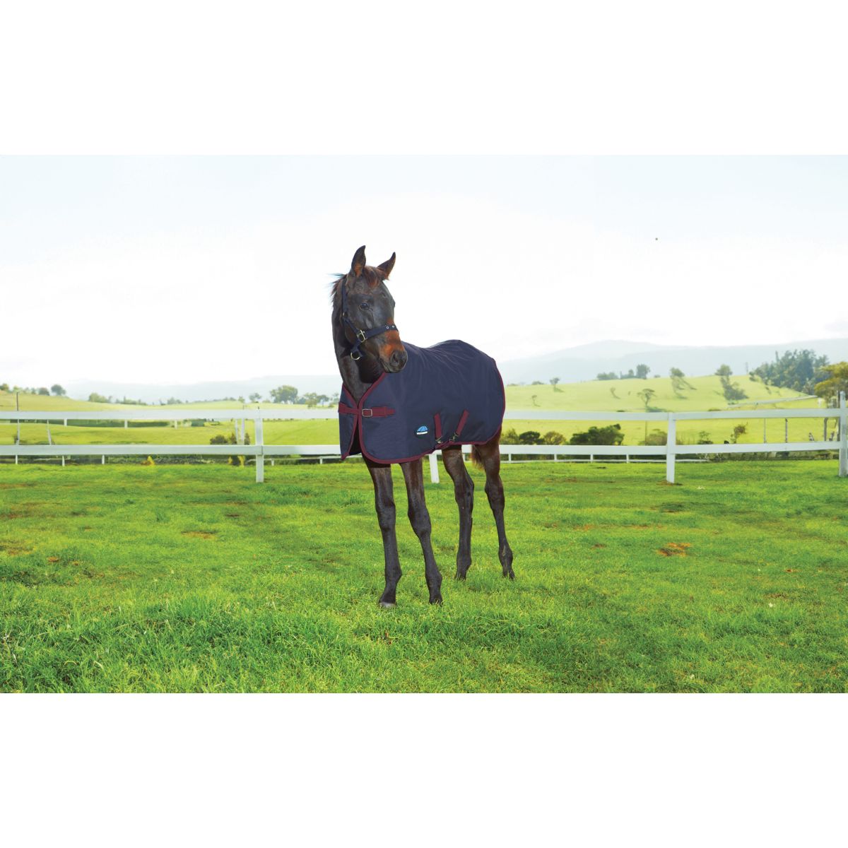 WeatherBeeta Coperta per Puledro 1200D Standard Neck 220 g Navy/Burgundy