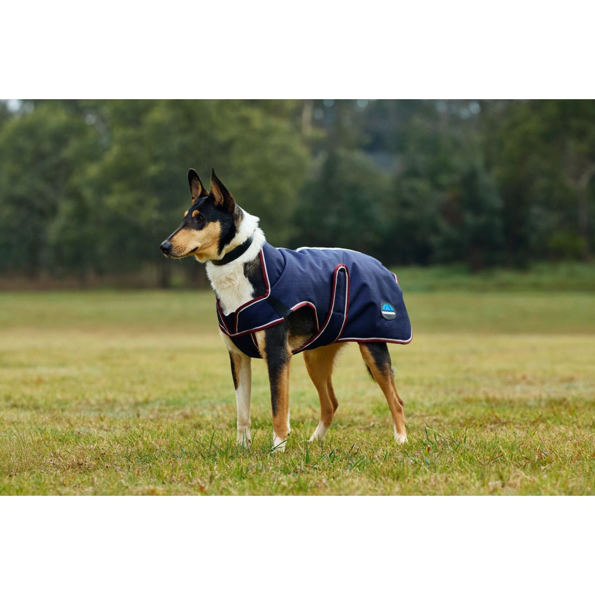 Weatherbeeta Coperta per Cani Comfitec Premier Deluxe Waterproof Navy/Burgundy