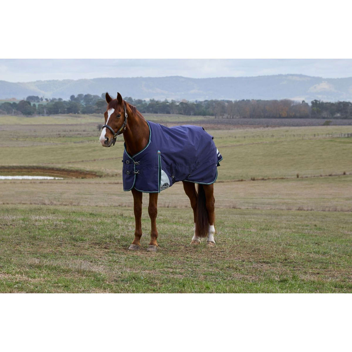 Weatherbeeta Comfitec Plus Dynamic Turnout 220 g Navy/Forest Green