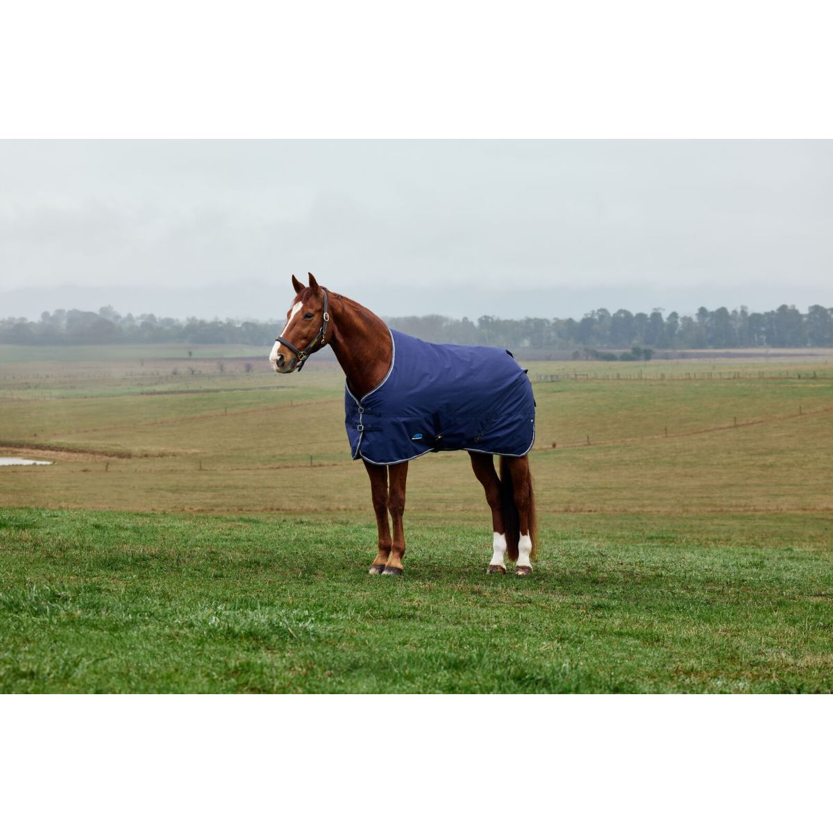 Weatherbeeta Comfitec Tyro Turnout Standard Neck 220 g Blu marino/Carbone