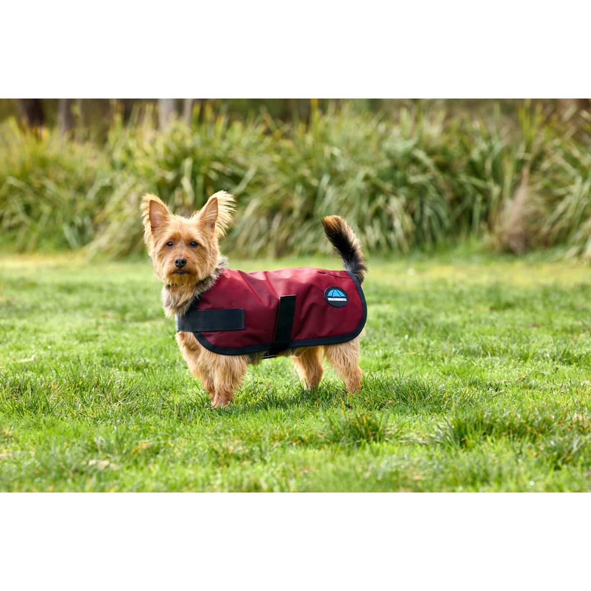 Weatherbeeta Coperta per Cani Comfitec Classic Waterproof Borgogna