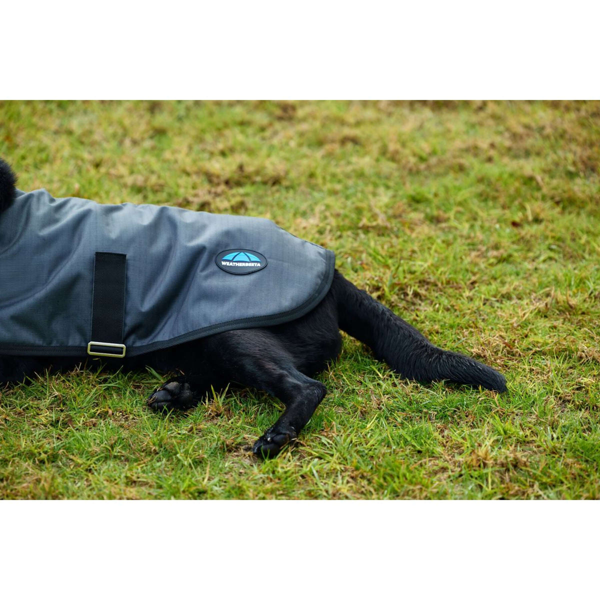 Weatherbeeta Coperta per Cani Comfitec Classic Waterproof Carbone