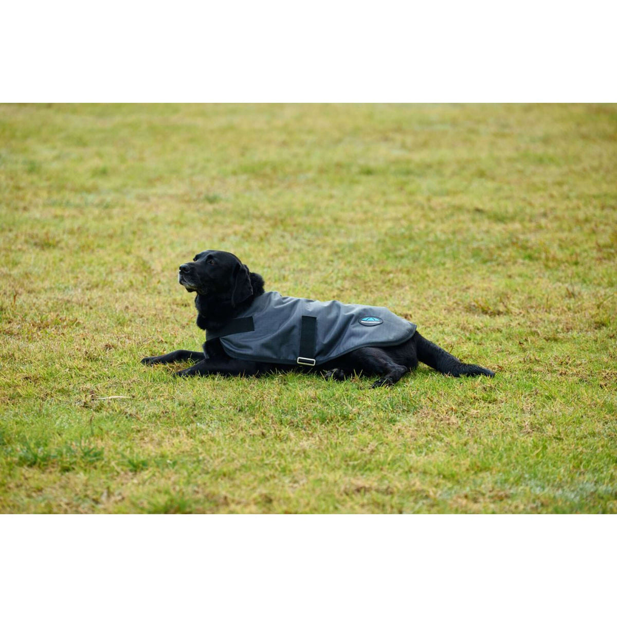Weatherbeeta Coperta per Cani Comfitec Classic Waterproof Carbone