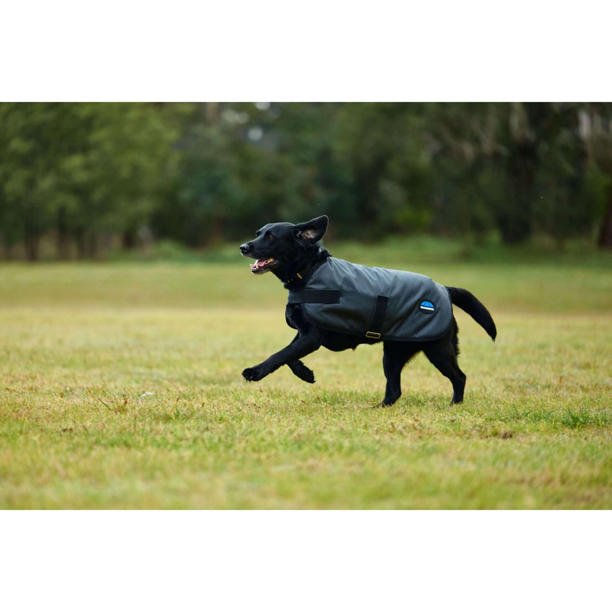 Weatherbeeta Coperta per Cani Comfitec Classic Waterproof Carbone