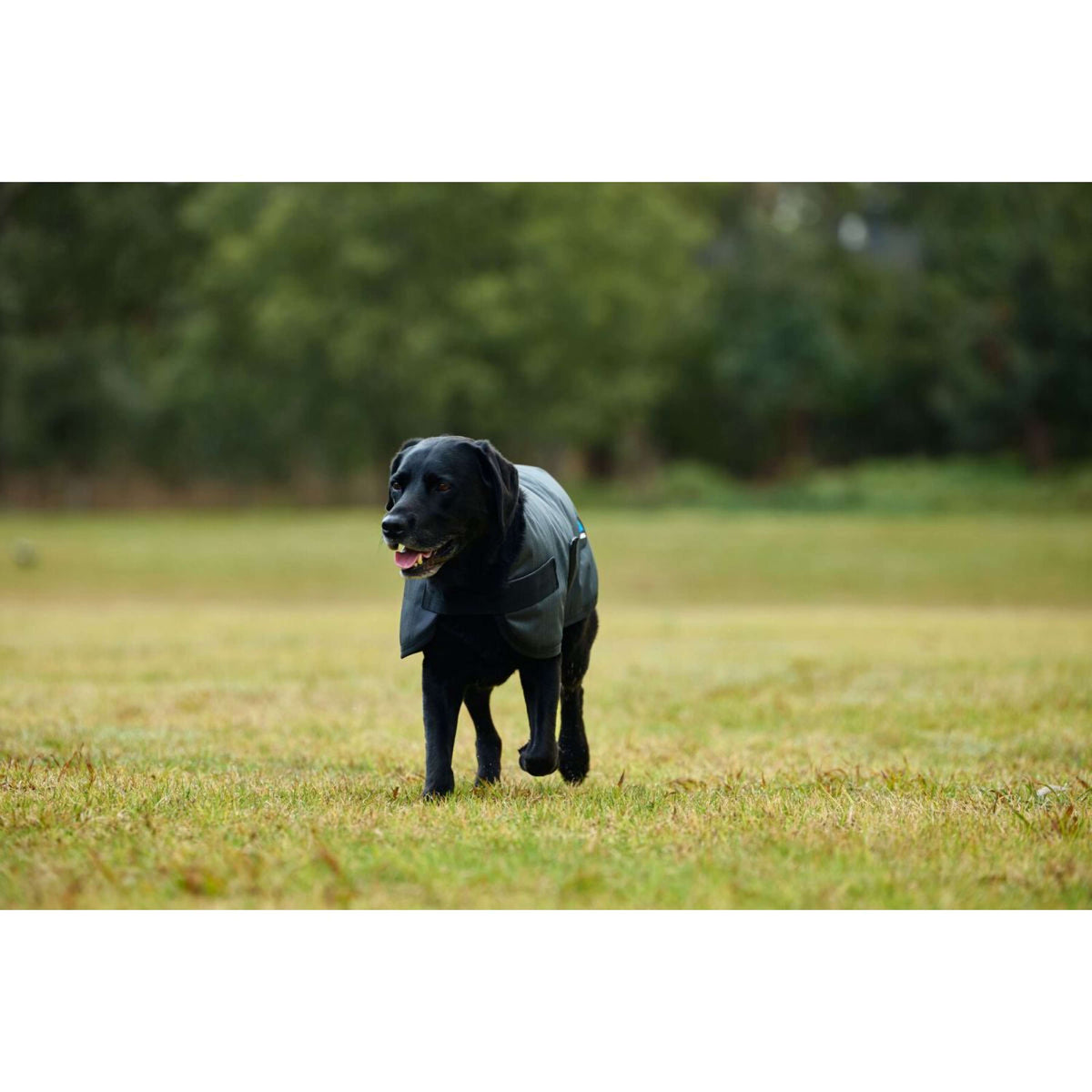 Weatherbeeta Coperta per Cani Comfitec Classic Waterproof Carbone
