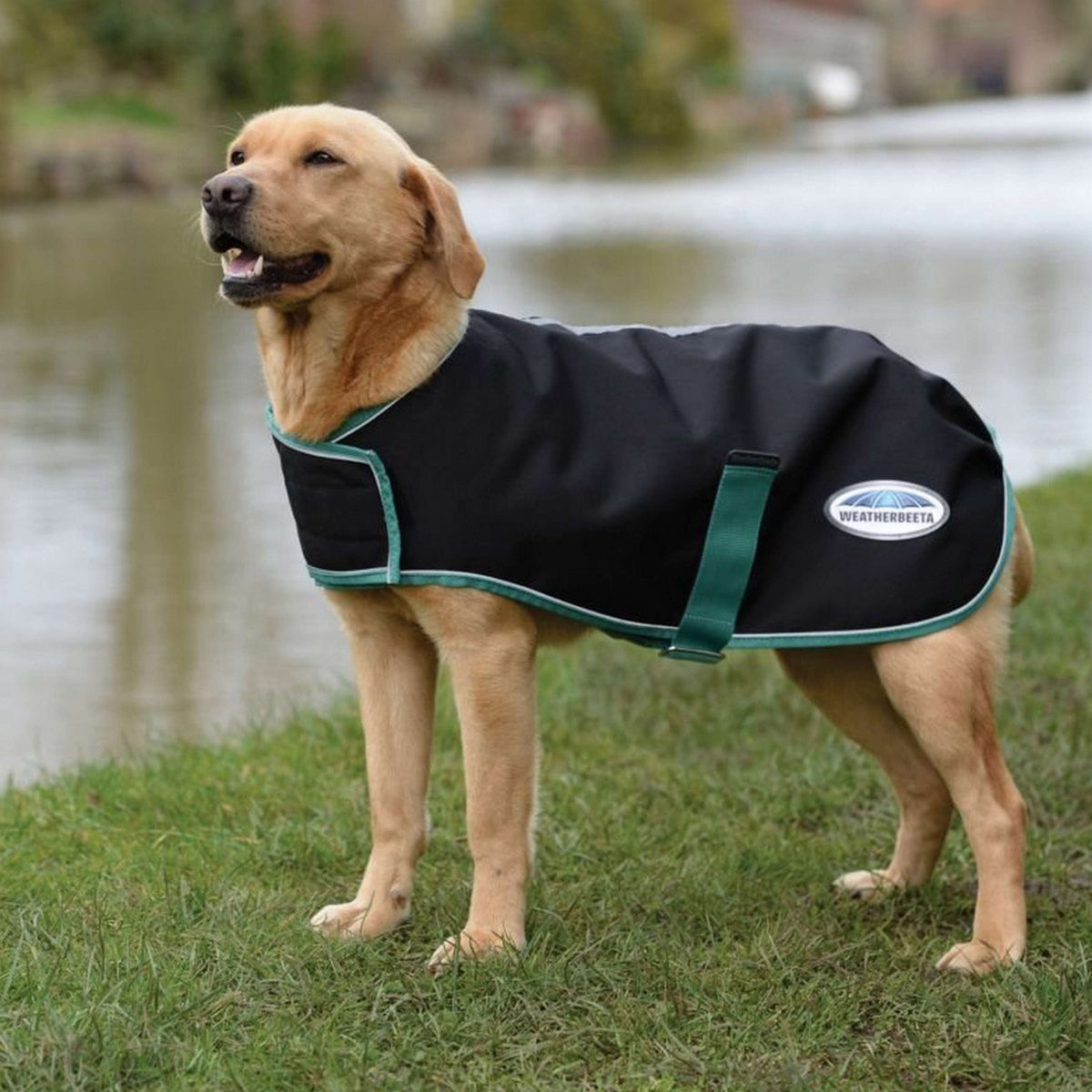 Weatherbeeta Cappotto per Cane Green-Tec Nero/verde bottiglia